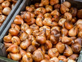 Shop For Bulbs
Garden Design
Calimesa, CA