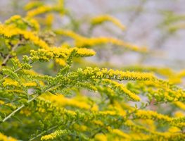Solidago Sphacelata ‘golden Fleece’, Golden Fleece Goldenrod
Alamy Stock Photo
Brooklyn, NY