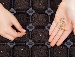 Sow Fall Crops & Refresh Your Tomatoes
Garden Design
Calimesa, CA