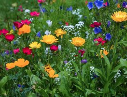 Sow Wildflower Seeds
Garden Design
Calimesa, CA