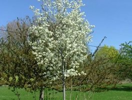 Spring Glory Serviceberry, Amelanchier Canadensis
Proven Winners
Sycamore, IL