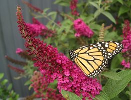 Start A Butterfly Garden
Garden Design
Calimesa, CA