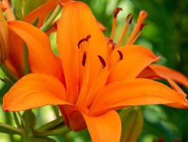 Start Planting Spring-Planted Bulbs
Garden Design
Calimesa, CA