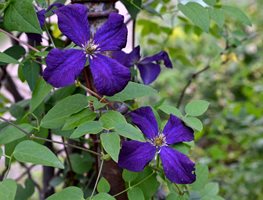 Start Pruning Summer- & Fall-Blooming Vines
Garden Design
Calimesa, CA