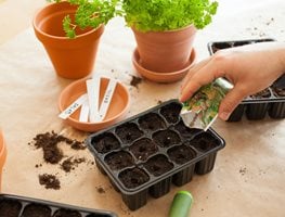 Start Seeds Indoors
Garden Design
Calimesa, CA