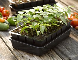 Start Seeds Indoors
Garden Design
Calimesa, CA