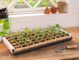 Start Summer Crops Indoors
Garden Design
Calimesa, CA