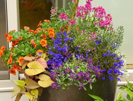 Summer Container, Colorful Container
Suzinn Weiss Garden & Design LLC
Portland, OR