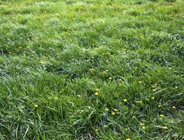 Summer Lawn Care
Garden Design
Calimesa, CA