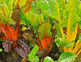 Winter Gardening: Tips for Creating a Gorgeous Winter Garden | Garden Design Winter Gardening: Tips for Creating a Gorgeous Winter Garden | Garden Design on Winter Garden Design
id=57429