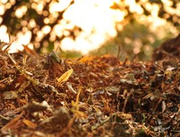Take Care Of Your Leaves
Garden Design
Calimesa, CA