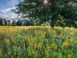 Think Native This Season
Garden Design
Calimesa, CA
