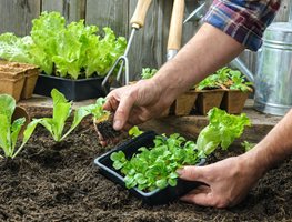 Transplant And Sow Cool-Season Crops
Garden Design
Calimesa, CA
