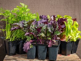 Transplant & Direct Sow Cool-Season Crops
Garden Design
Calimesa, CA