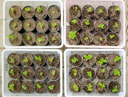 Transplant Kitchen Garden Starts & Direct Sow Seed
Garden Design
Calimesa, CA