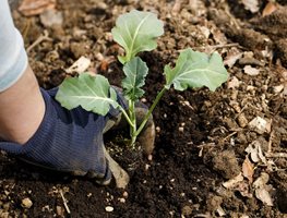 Transplant Starts For Cool-Season Produce
Garden Design
Calimesa, CA