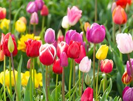 Tulips, Colorful Blooms
Garden Design
Calimesa, CA