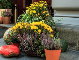 Update Container Gardens For Fall And Winter
Garden Design
Calimesa, CA