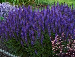Violet Riot Salvia, Purple Flower, Salvia Plant
Proven Winners
Sycamore, IL