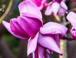 Visit The San Francisco Botanical Garden
Garden Design
Calimesa, CA