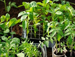 Warm Season Vegetables
Garden Design
Calimesa, CA
