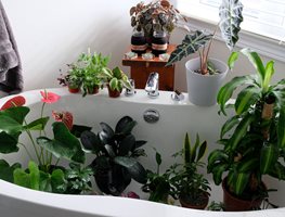 Wash, Fertilize & Protect Houseplants
Garden Design
Calimesa, CA