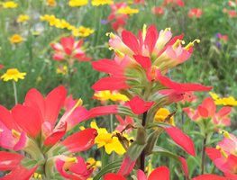 Watch For Wildflower Blooms
Garden Design
Calimesa, CA