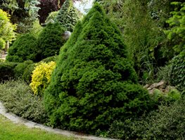 Water Evergreens As Snow And Ice Thaws
Garden Design
Calimesa, CA