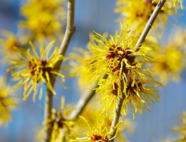 Yellow Blooms, Witch Hazel
Garden Design
Calimesa, CA