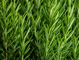 Rosemary Plant, Rosmarinus
"Dream Team's" Portland Garden
Shutterstock.com
New York, NY