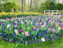 Bulb Garden, Flower Bulbs, Hyacinth, Tulips, Daffodils
Shutterstock.com
New York, NY