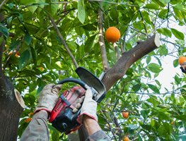 Cutting Back Orange Trees
Garden Design
Calimesa, CA