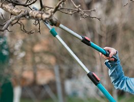 Prune Trees Before Winter Storms
Garden Design
Calimesa, CA