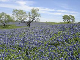 Ennis-Convention--Visitors-Bureau-
Garden Design
Calimesa, CA