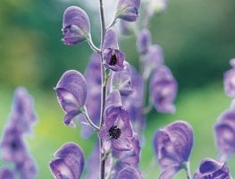 Aconitum napellus