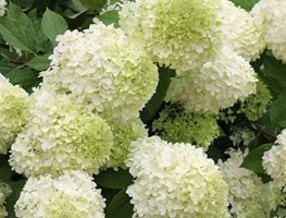 Hydrangea