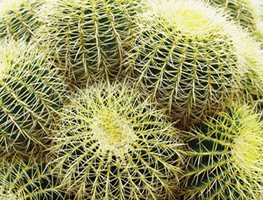 ECHINOCACTUS GRUSONII