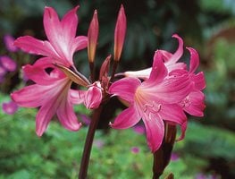 Amaryllis belladonna