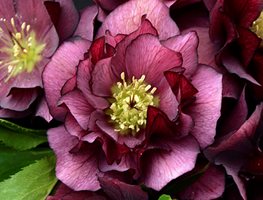 Wedding Party True Love Hellebore, Purple Flower, Shade Flower
Proven Winners
Sycamore, IL
