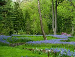 Chanticleer Camassia, Ribbon Planting
Chanticleer
Wayne, PA