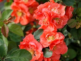 Double Take Peach Quince, Chaenomeles Speciosa, Peach Flower, Flowering Shrub
Proven Winners
Sycamore, IL