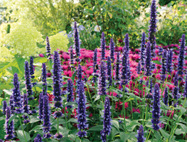 Plant This Now: Agastache ‘Blue Fortune’ (hyssop)