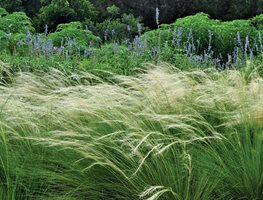 Evoke Water in a Dry Garden