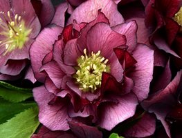 Wedding Party True Love Hellebore, Purple Flower, Shade Flower
Proven Winners
Sycamore, IL