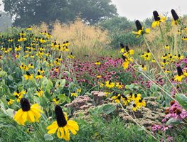 Emulate Nature with a Wild & Layered Garden