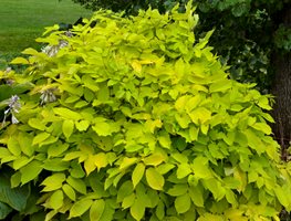 Sun King Aralia, Aralia Cordata, Chartreuse Foliage
Proven Winners
Sycamore, IL