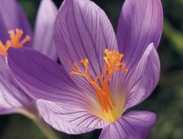 Crocus speciosus