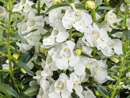 Angelface White Angelonia, White Angelonia
Proven Winners
Sycamore, IL