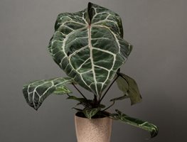 Docblock Michelle Anthurium, Anthurium Hybrid
Proven Winners
Sycamore, IL