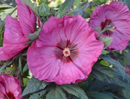 Hibiscus Berry Awesome, Rose Mallow
Proven Winners
Sycamore, IL